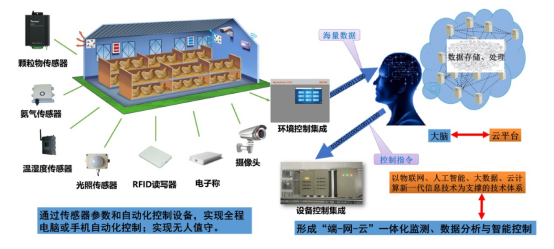 肉鸡立体养殖技术指导意见